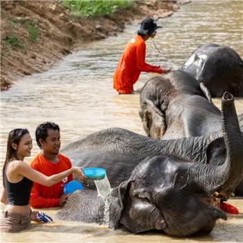 Phuket - Phang Nga Elephant Care Camp