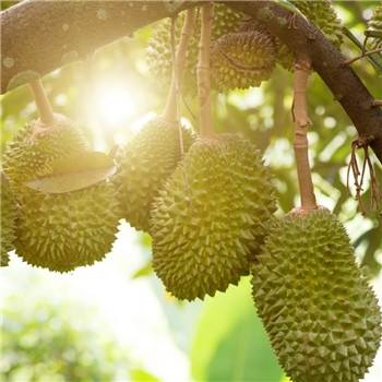 2024 Batam 2D1N Durian Tour Package, $170/adult in twin room